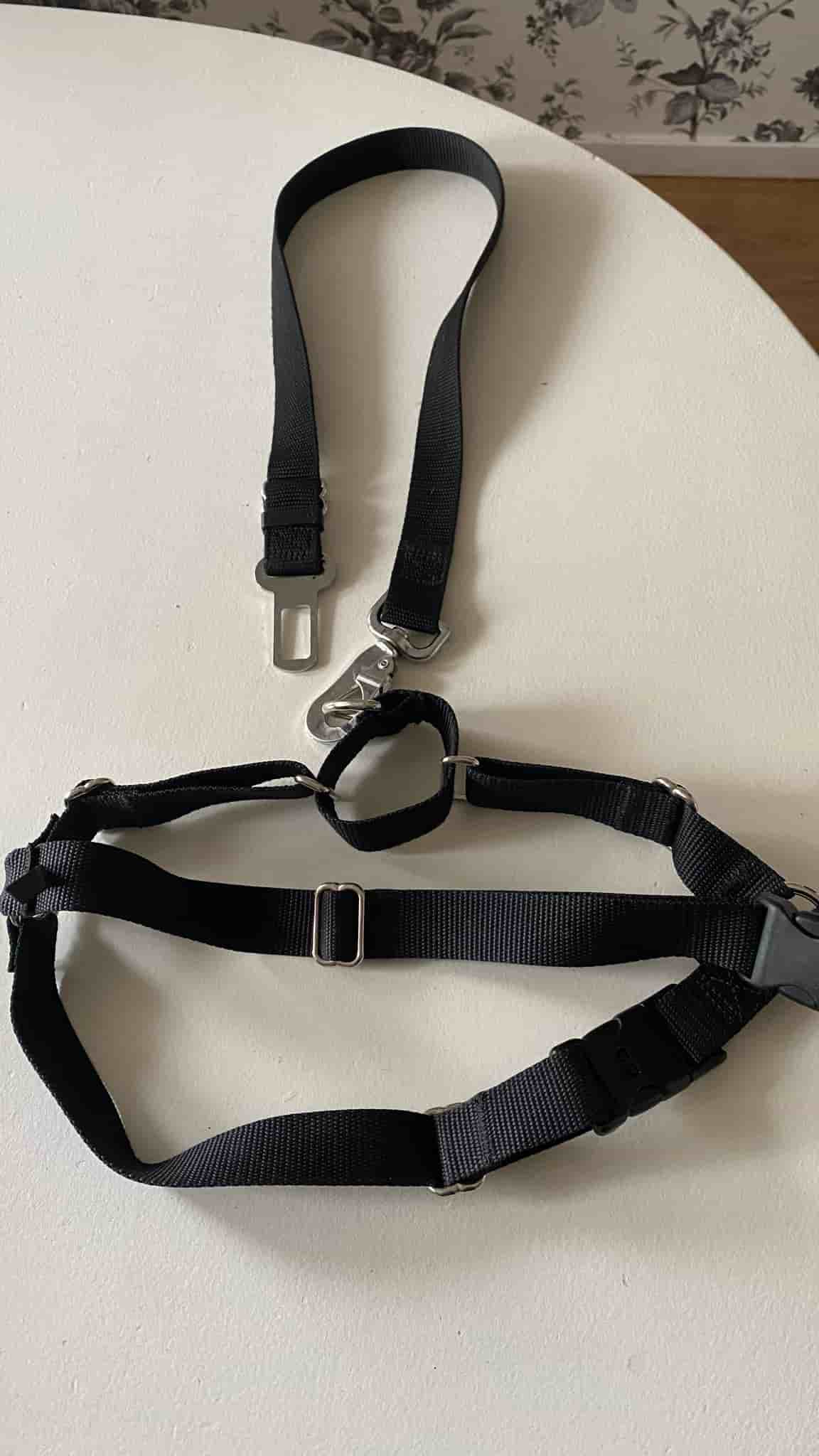 Bilbälte hund