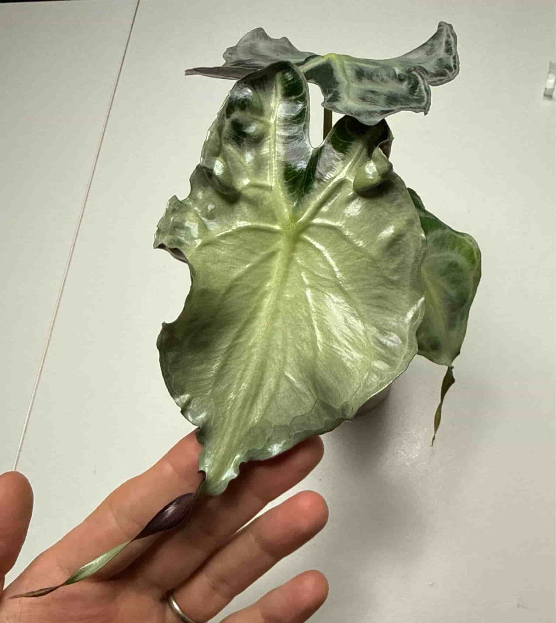 Alocasia Venom