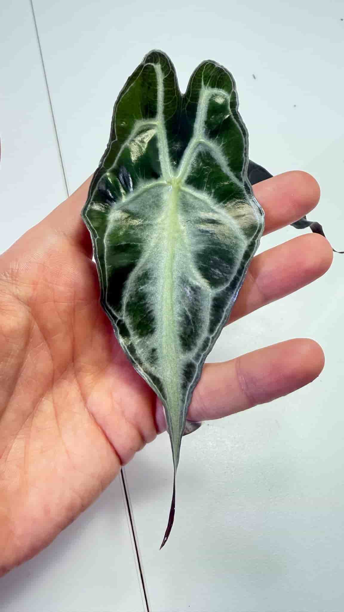 Alocasia Venom