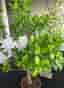 Stor & vacker Ficus microcarpa