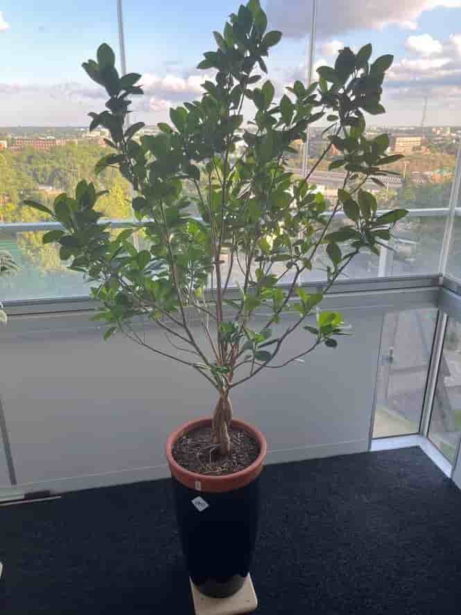 Stor & vacker Ficus microcarpa