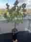 Stor & vacker Ficus microcarpa