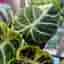 Alocasia Ninja Variegata