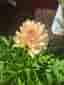 Dahlia Joels Favourite, knöl