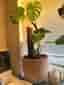 Monstera Deliciosa med mosstock