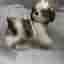 Re-Ment Miniatures - Shih Tzu Hund - Dockhusminiatyr - 2007 skala 1:6