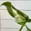 Monstera 'Thai Constellation' Mutation