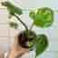 Monstera 'Thai Constellation' Mutation