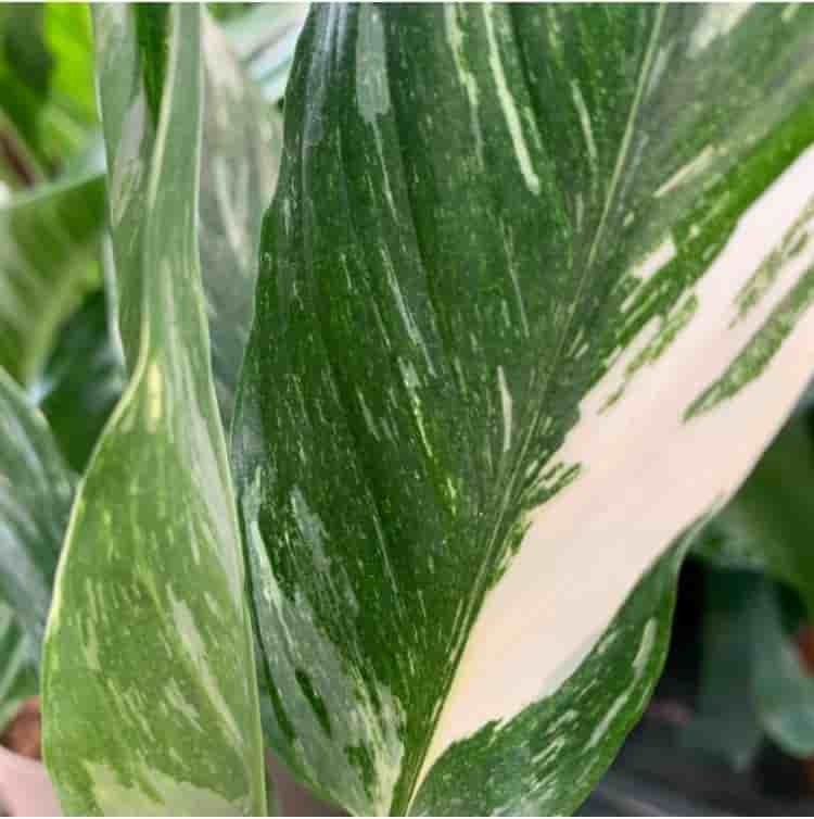Spathiphyllum 'Domino' Fredskalla
