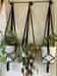 Svarta amplar, 3 st, 13-15 cm,handmade