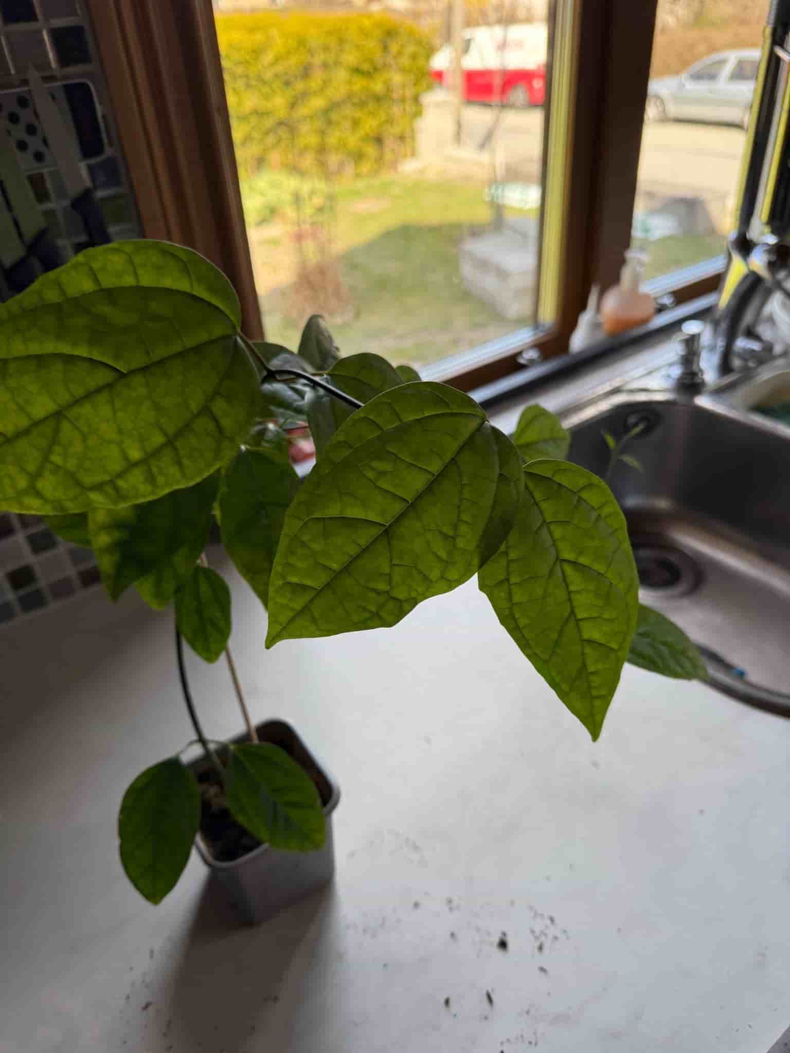 Ödesträd (Clerodendrum thomsoniae)