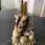 Ljusstake