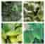 Varierat Växtpaket - fyra sticklingar av Scindapsus & Philodendron… m.m