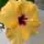 Hibiskusplanta med gula blommor