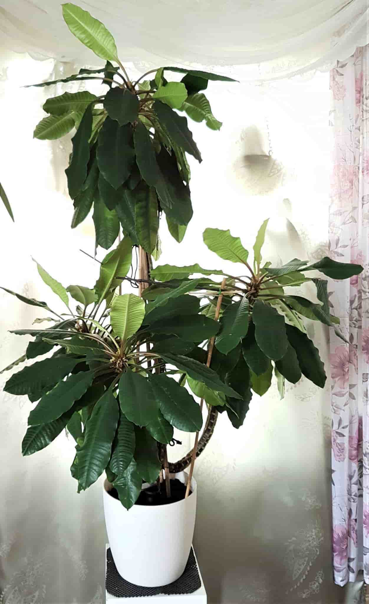 Euphorbia Leuconeura - Madagaskar Jewel
