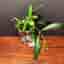 Hoya wayetii, rotad stickling/liten planta
