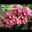 Hoya wayetii, rotad stickling/liten planta