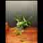 Hoya wayetii, rotad stickling/liten planta