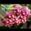 Hoya wayetii, rotad stickling/liten planta