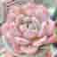 Echeveria Lauri hybrid - Young plant - Single huvud - Rare succulent