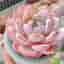 Echeveria Lauri hybrid - Young plant - Single huvud - Rare succulent