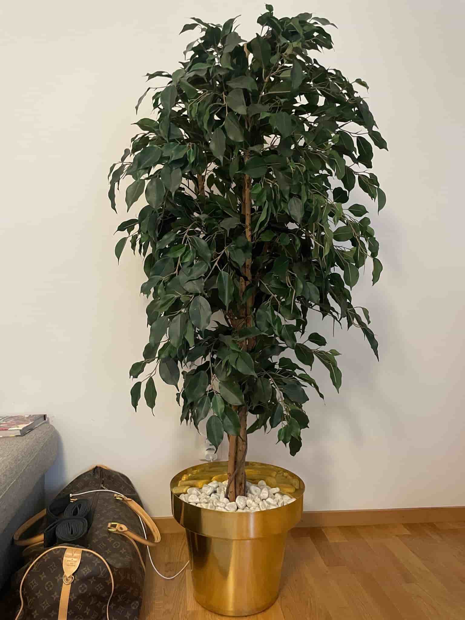 Fikus - Grön - 170 cm