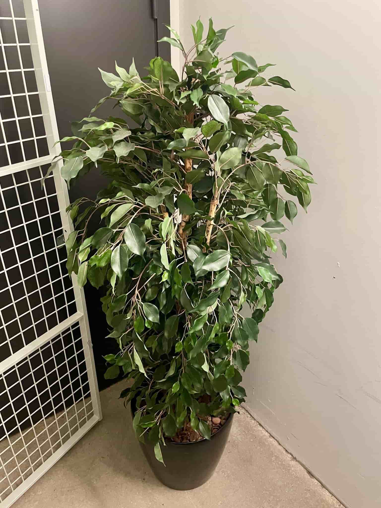 Fikus - Grön - 170 cm