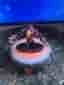Skylanders Tae Kwon Crow - Imaginators