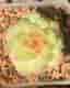 Echeveria 'Morning Beauty' - succulent plant