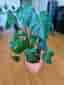 Monstera Deliciosa med kruka