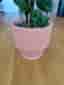 Monstera Deliciosa med kruka