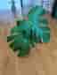 Monstera Deliciosa med kruka