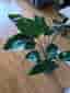 Strelitzia Nicolai Banana Plant with Pot