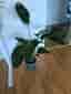 Strelitzia Nicolai Banana Plant with Pot