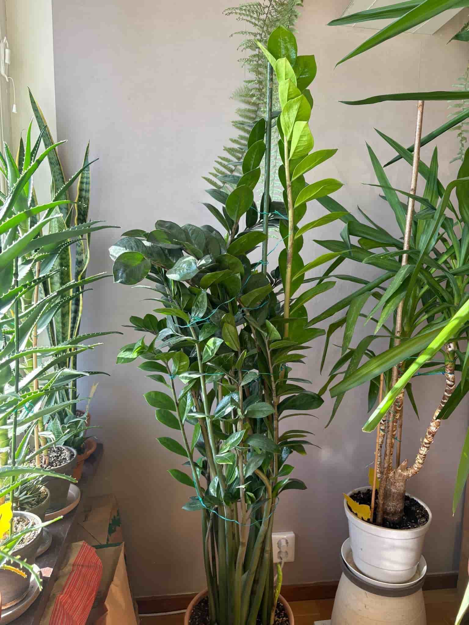 Stor & Ståtlig garderobsblomma inkl kruka m fat!