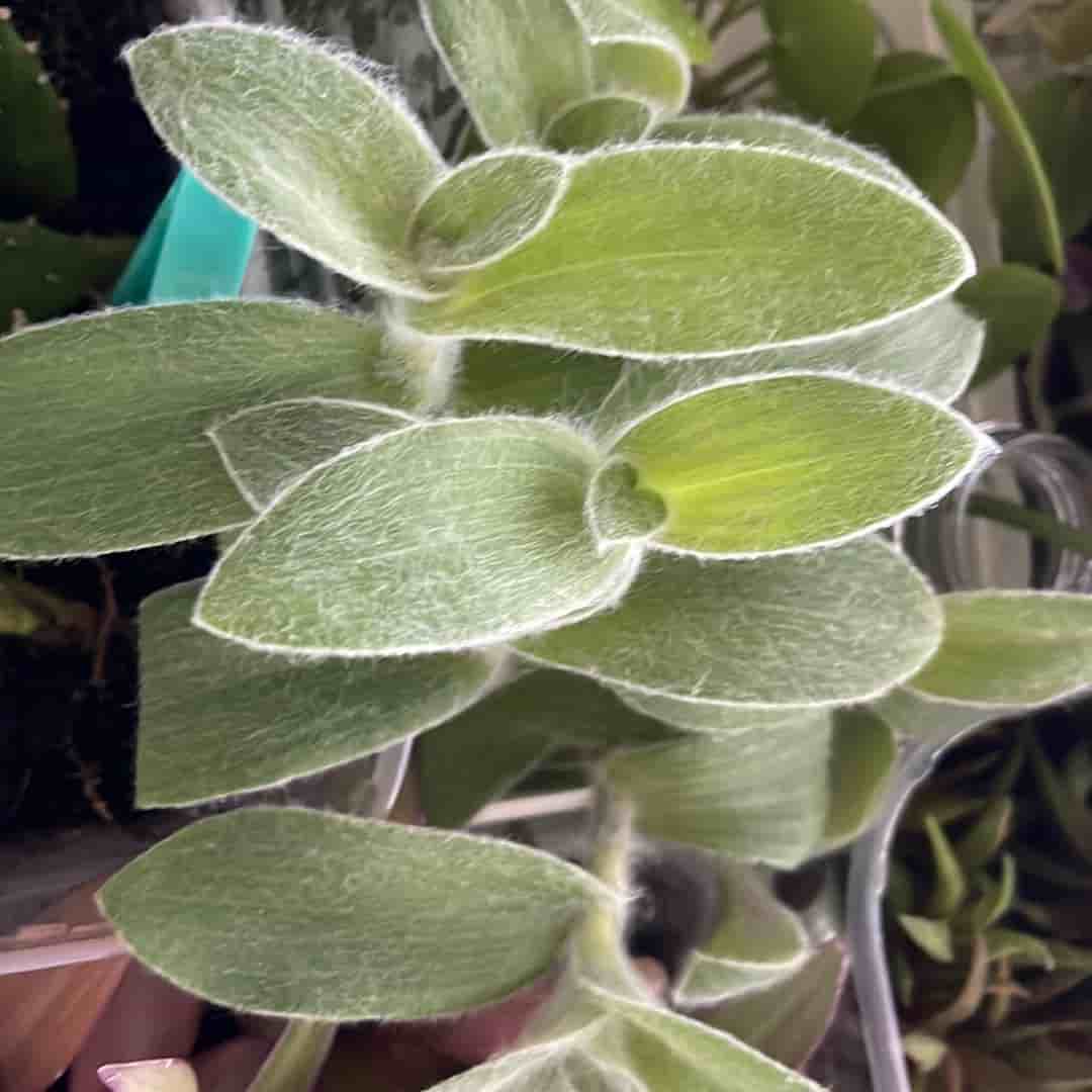 5 styck, Ulliga Ulla, Tradescantia sillamontana