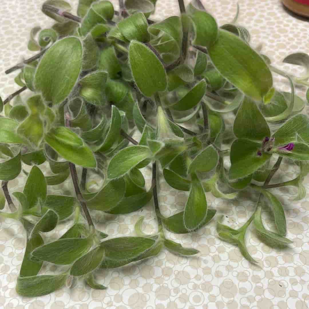 5 styck, Ulliga Ulla, Tradescantia sillamontana