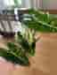 Alocasia Frydek Variegata