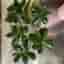 Paradisträd (Crassula), penningträd