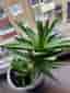 Aloe Vera-växt