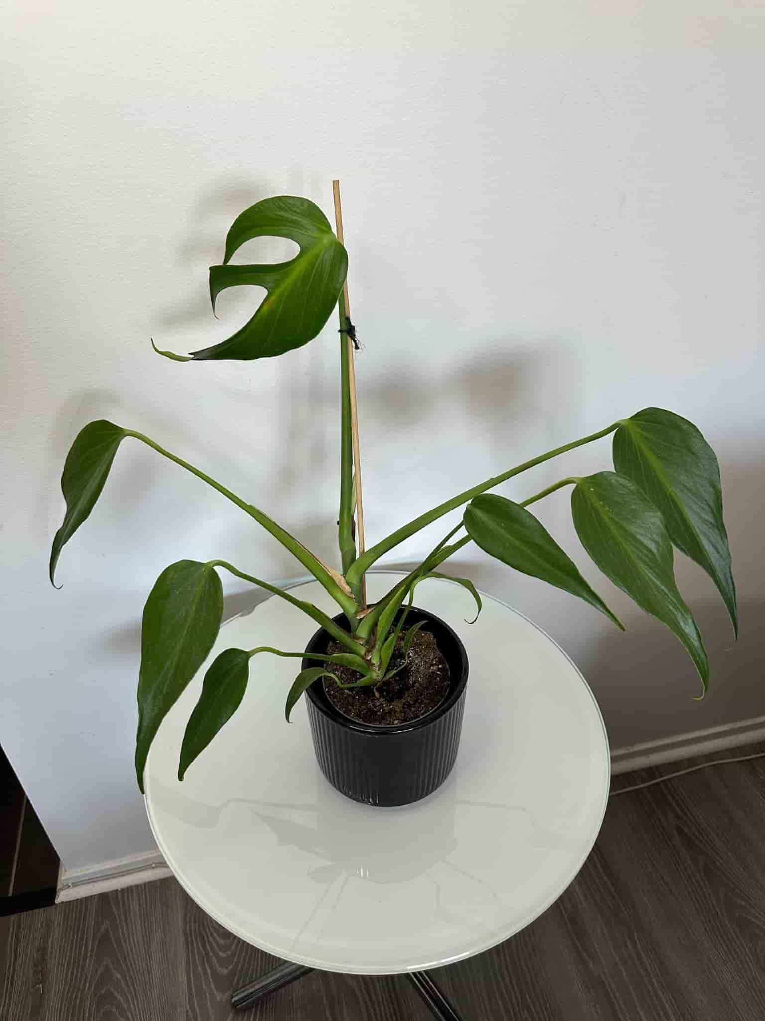 Monstera burle marx flame
