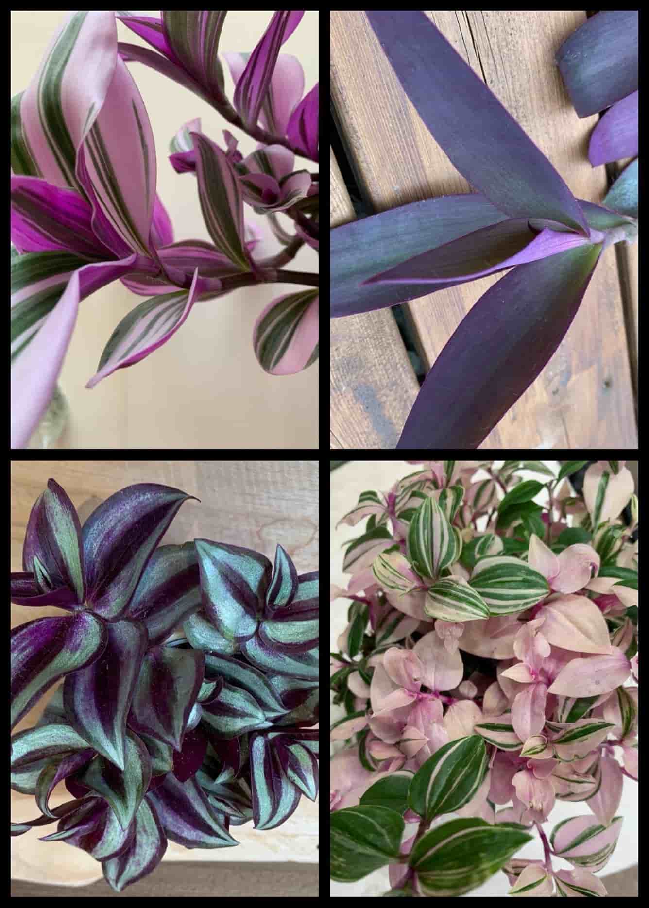 4 olika sticklingar av Tradescantia ( Zebrina, Purpurblad, Nanouk…..