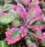 En liten planta av Kalanchoe Variegata 'Pink Butterflies'
