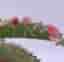 En liten planta av Kalanchoe Variegata 'Pink Butterflies'