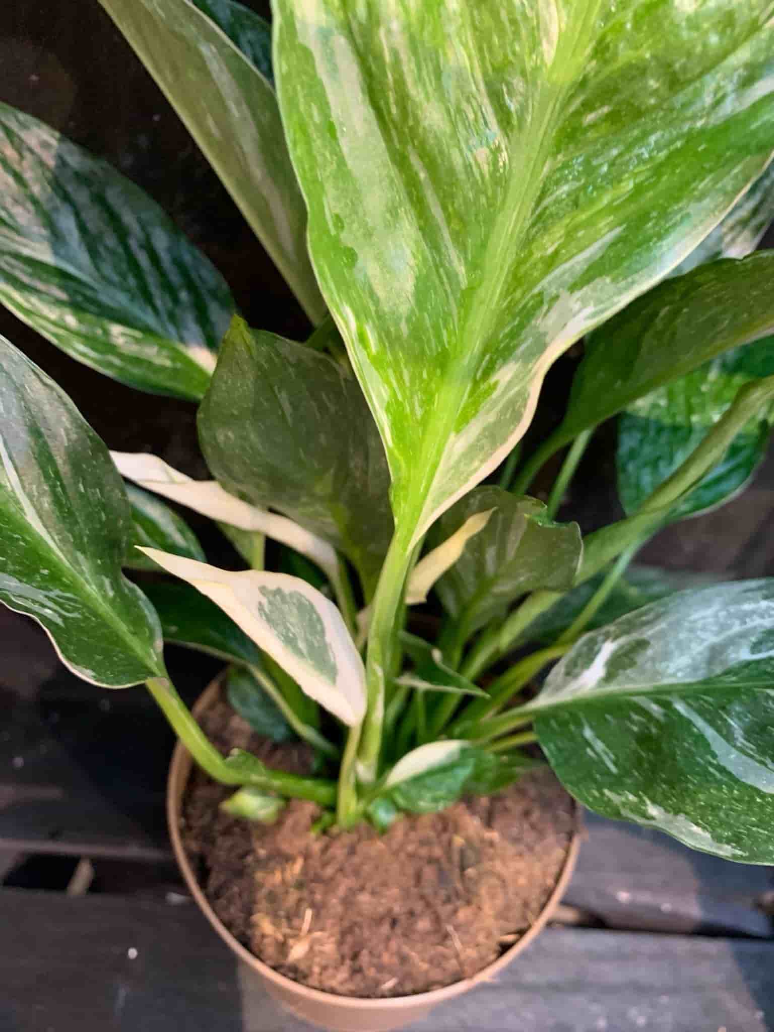 En fin planta av Spathiphyllum 'Domino' Fredskalla