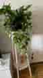 Gyllene Ranke (Epipremnum Aureum)