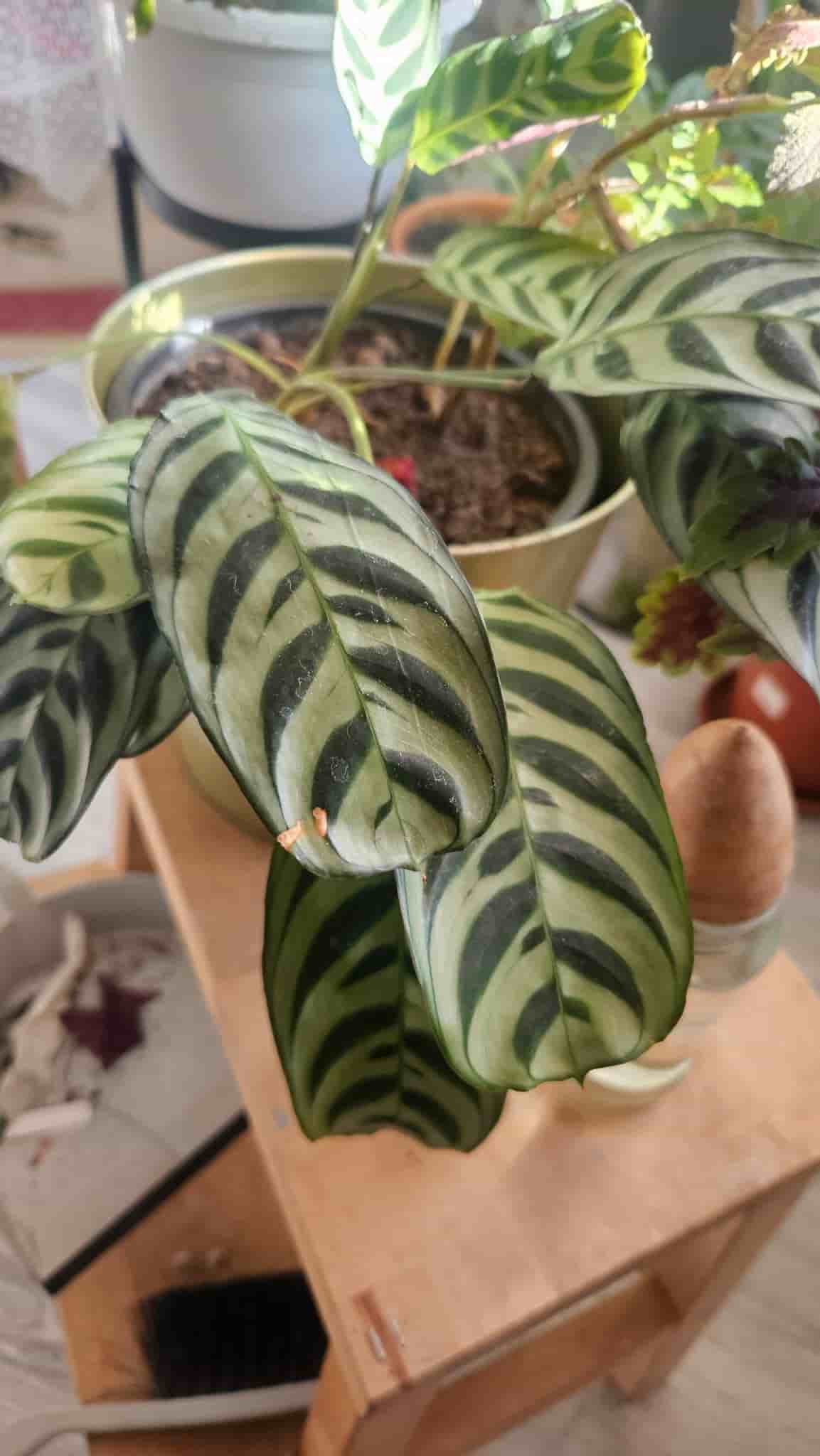 Calathea Makoyana