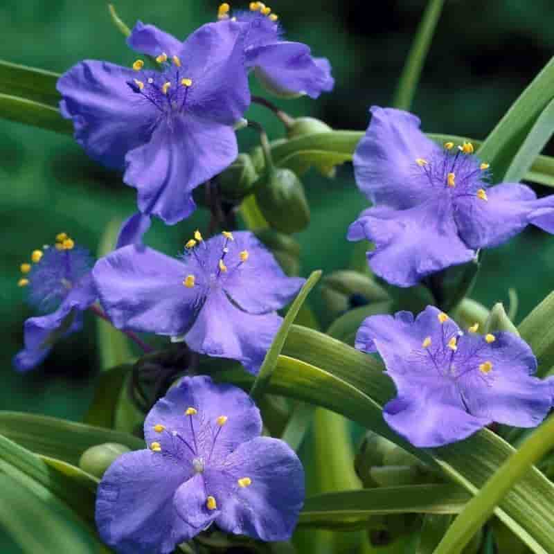 En rotad planta av Tradescantia andersoniana 'Blue Stone'