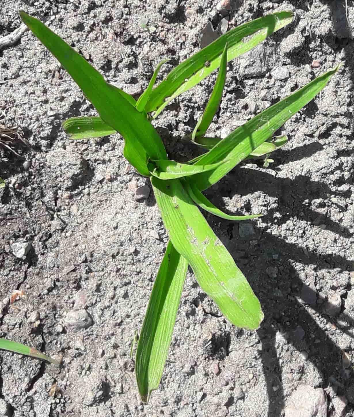 En rotad planta av Tradescantia andersoniana 'Blue Stone'