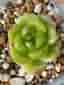 Succulent plant - Echeveria Malgan